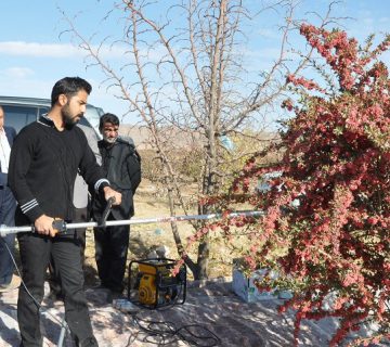 برداشت زرشک