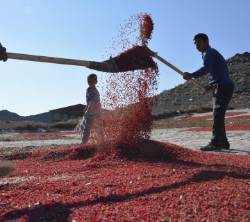 بادکشیدن زرشک در خرمن