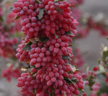 زرشک بی دانه قرمز