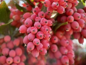 Iranian-Seedless-Barberry-Zereshk