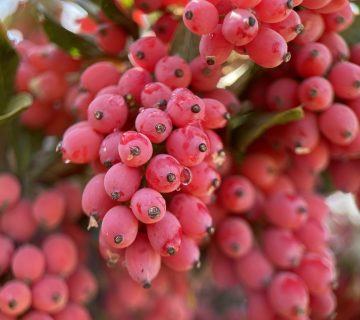 Iranian-Seedless-Barberry-Zereshk